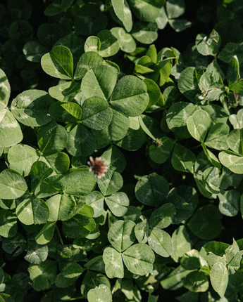 Rolling Hills Clover