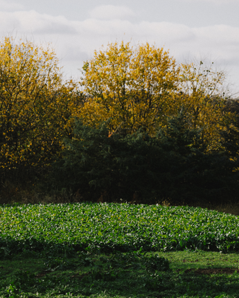 Rolling Hills Turnips