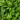 DeerGreens